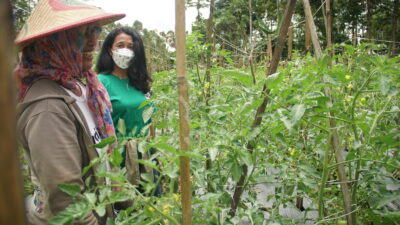 Ewindo Bantu Petani Penyintas Erupsi Merapi